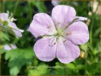 Geranium maculatum 'Chatto'