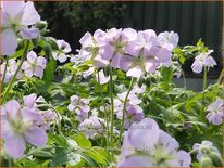 Geranium maculatum 'Chatto'