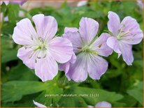 Geranium maculatum 'Chatto'