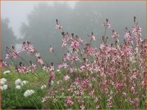 Gaura lindheimeri &#39;Rosy Jane&#39;
