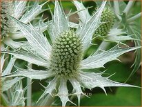 Eryngium giganteum