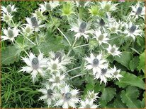 Eryngium giganteum