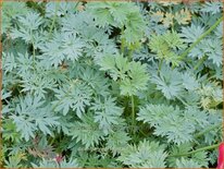 Dicentra 'Red Fountain'