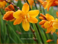 Crocosmia 'Columbus'
