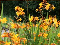 Crocosmia 'Columbus'