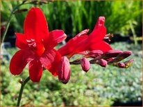 Crocosmia 'Hellfire'