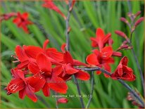 Crocosmia 'Hellfire'