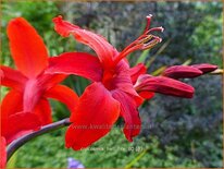 Crocosmia 'Hellfire'