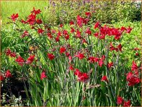 Crocosmia 'Hellfire'