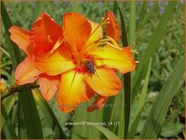 Crocosmia 'Okavango'