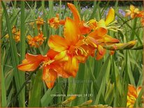 Crocosmia 'Okavango'