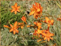 Crocosmia 'Okavango'