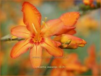 Crocosmia 'Okavango'