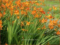 Crocosmia 'Okavango'