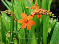 Crocosmia 'Okavango'