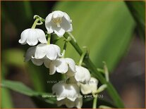 Convallaria majalis &#39;Fortin&#39;s Giant&#39;
