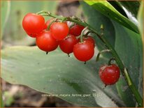Convallaria majalis &#39;Fortin&#39;s Giant&#39;