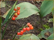Convallaria majalis &#39;Fortin&#39;s Giant&#39;