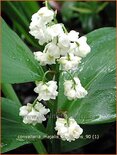 Convallaria majalis &#39;Prolificans&#39;