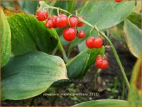 Convallaria majalis &#39;Prolificans&#39;