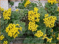 Chrysanthemum pacificum &#39;Silver and Gold&#39;