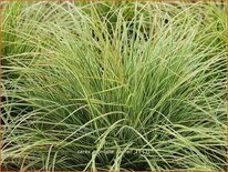 Carex montana 'Raureif'