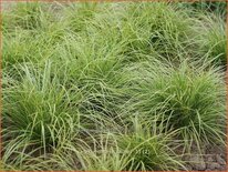 Carex montana 'Raureif'