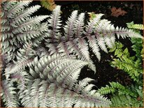 Athyrium niponicum &#39;Pewter Lace&#39;