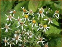 Aster macrophyllus 'Albus'