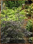 Actaea ramosa 'Chocoholic'