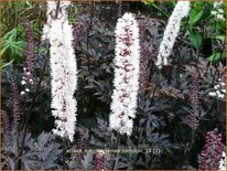 Actaea ramosa &#39;James Compton&#39;