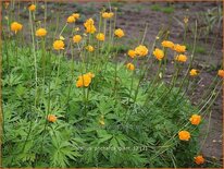 Trollius 'Prichard's Giant'