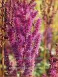 Astilbe chinensis &#39;Purpurkerze&#39;