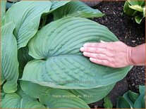 Hosta 'Empress Wu'