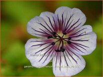 Geranium wallichianum &#39;Crystal Lake&#39;