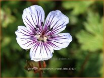 Geranium wallichianum &#39;Crystal Lake&#39;