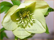 Helleborus orientalis &#39;Creme&#39;