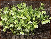 Helleborus orientalis &#39;Creme&#39;