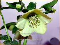 Helleborus orientalis &#39;Creme&#39;
