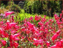 Penstemon 'Schoenholzeri'