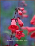 Penstemon 'Schoenholzeri'