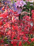 Penstemon 'Schoenholzeri'