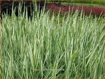 Holcus mollis &#39;Albovariegatus&#39;