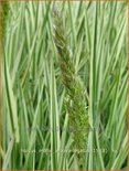 Holcus mollis &#39;Albovariegatus&#39;