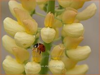Lupinus 'Chandelier'