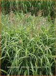 Spodiopogon sibiricus &#39;West Lake&#39;