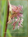 Spodiopogon sibiricus &#39;West Lake&#39;