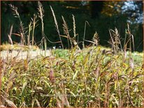 Spodiopogon sibiricus &#39;West Lake&#39;