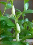 Polygonatum humile