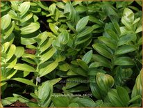 Polygonatum humile